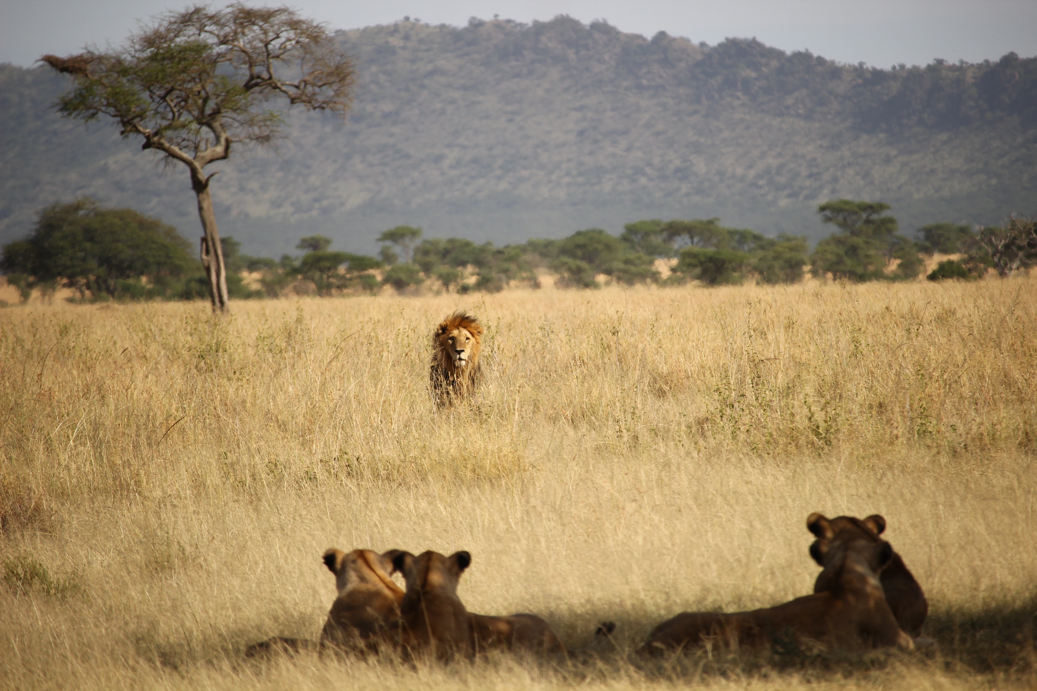 Lion meets lionesses on the savannah