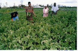 Farming fresh vegetables for the kids and staff at JCC